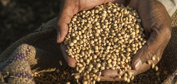 Global hunger will drop to its lowest levels ever this decade